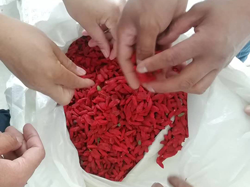 枸杞烘干